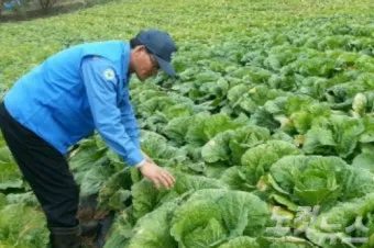 가을배추 모종심기, 심는 시기, 재배법, 물주기, 수확시기, 심는간격 파종시기,방법_53