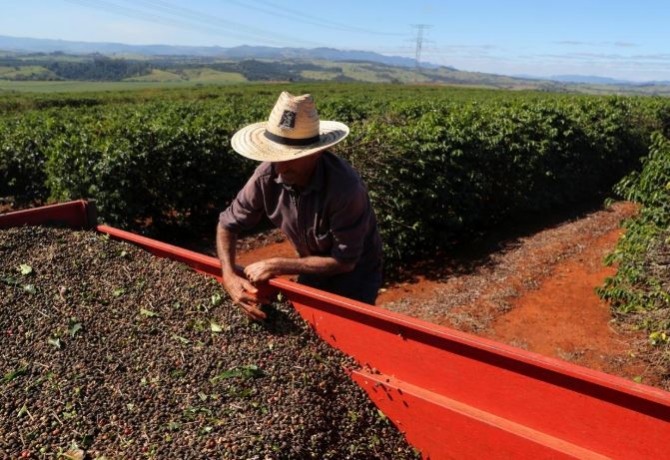 남미 커피재배자 사진