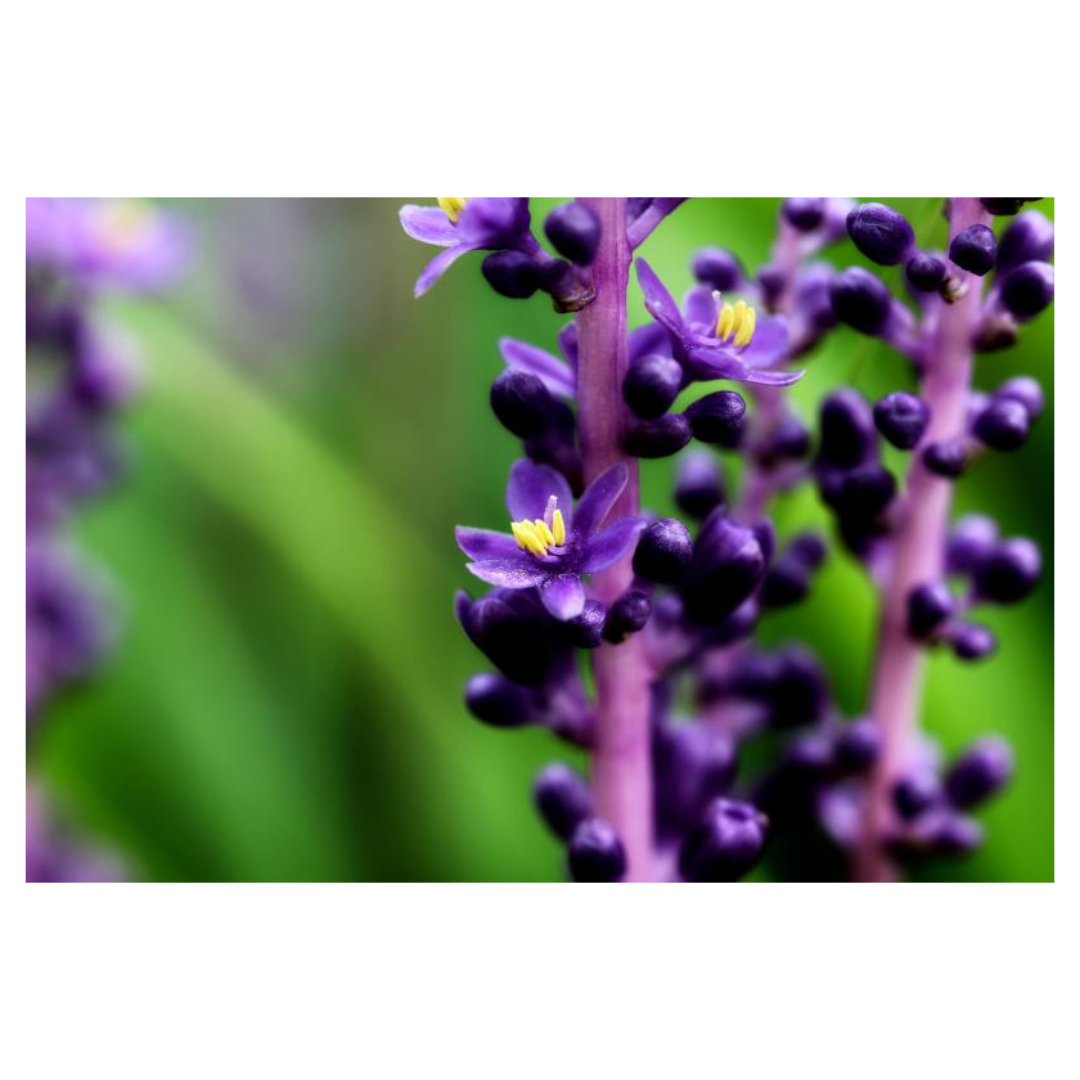 맥문동과 관련된 사진입니다.