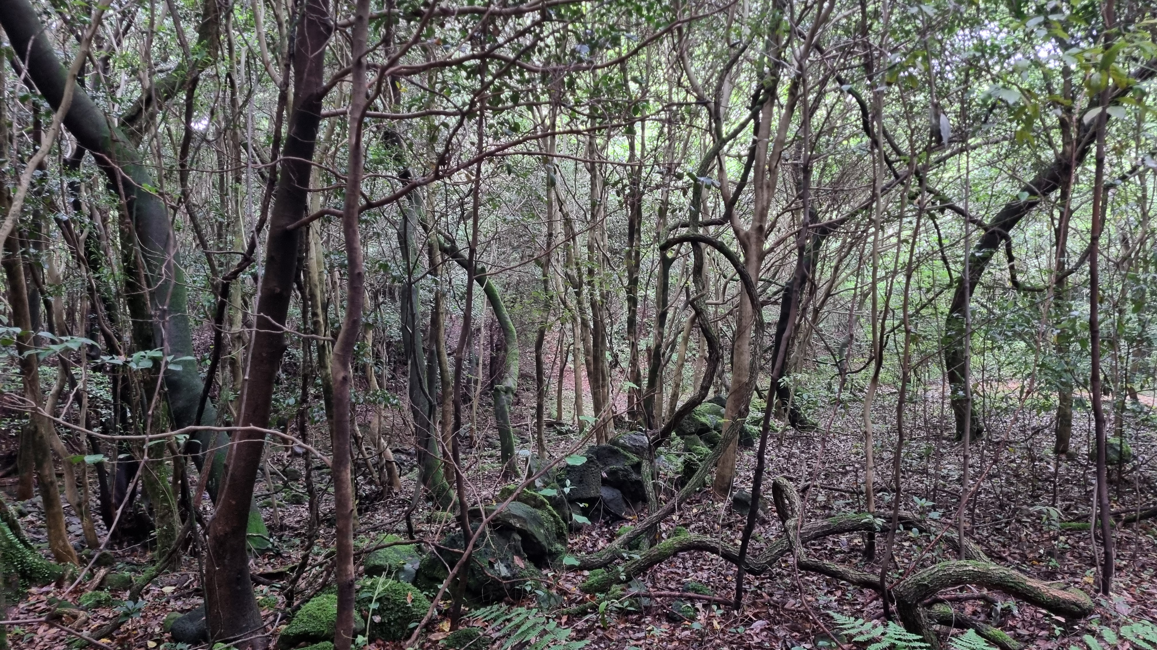 제주 추억의 숲길
