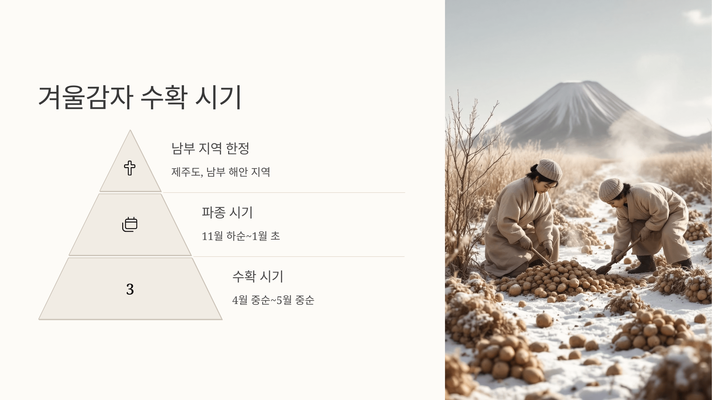 감자 사진입니다.