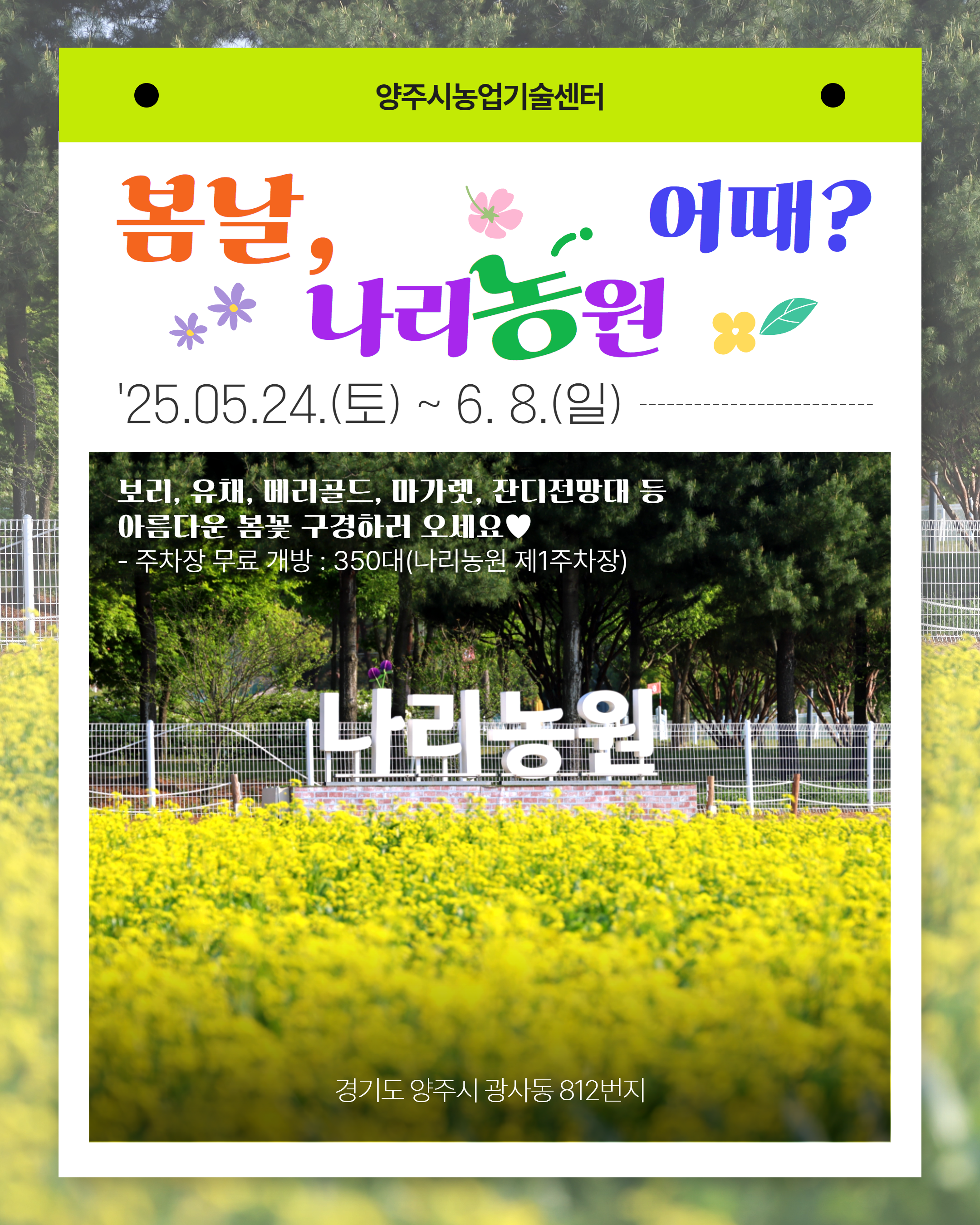 양주 나리농원 봄 무료개장 2025 - 알록달록 봄꽃 향연 속으로!