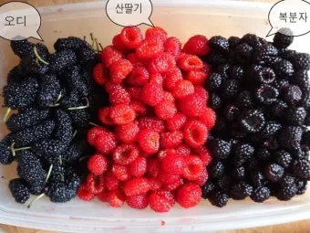 복분자 산딸기 차이점 생김새 영양소 비교 정리_15
