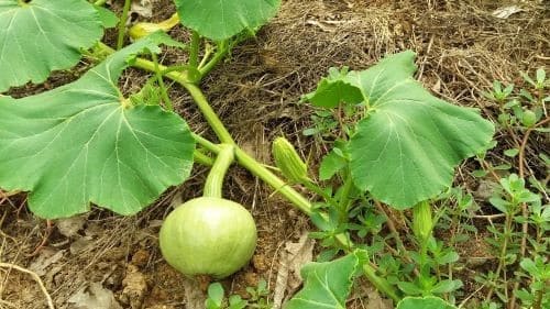 단호박-과실-착과-비대모습