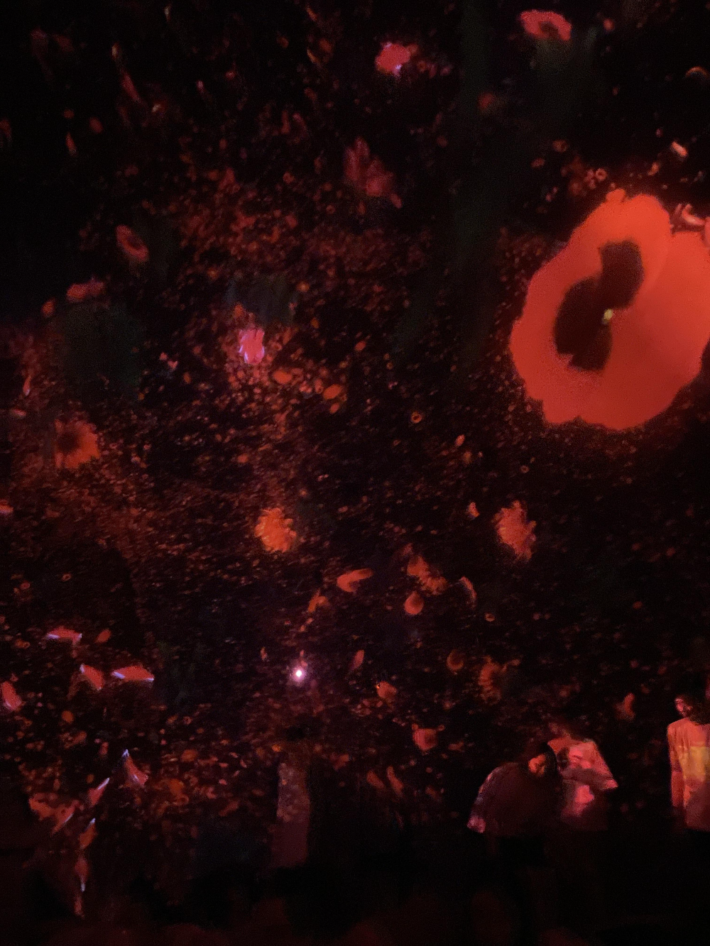 일본 도쿄 팀랩플래닛 관람-떨어지는 꽃들의 우주에 떠다니며