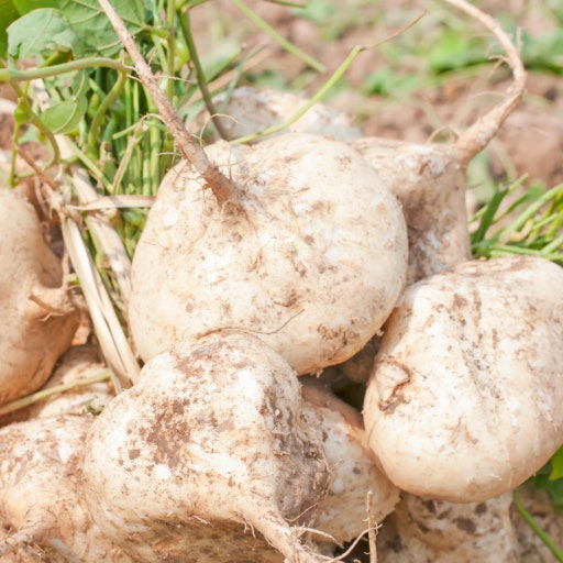 히카마 먹는법 효능 보관법 주의할 점