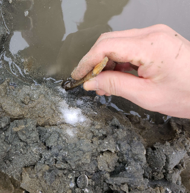 태안 맛조개 달산포해수욕장