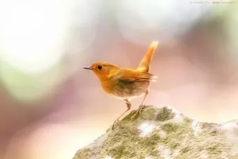 붉은가슴울새 영국 겨울 새 특징 매력 이미지_7