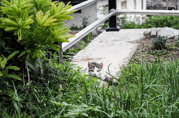 마을에서 만난 고양이