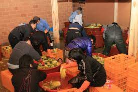 홈플러스 절임배추 김장배추 사전 예약 및 할인 가격(이마트 참고)