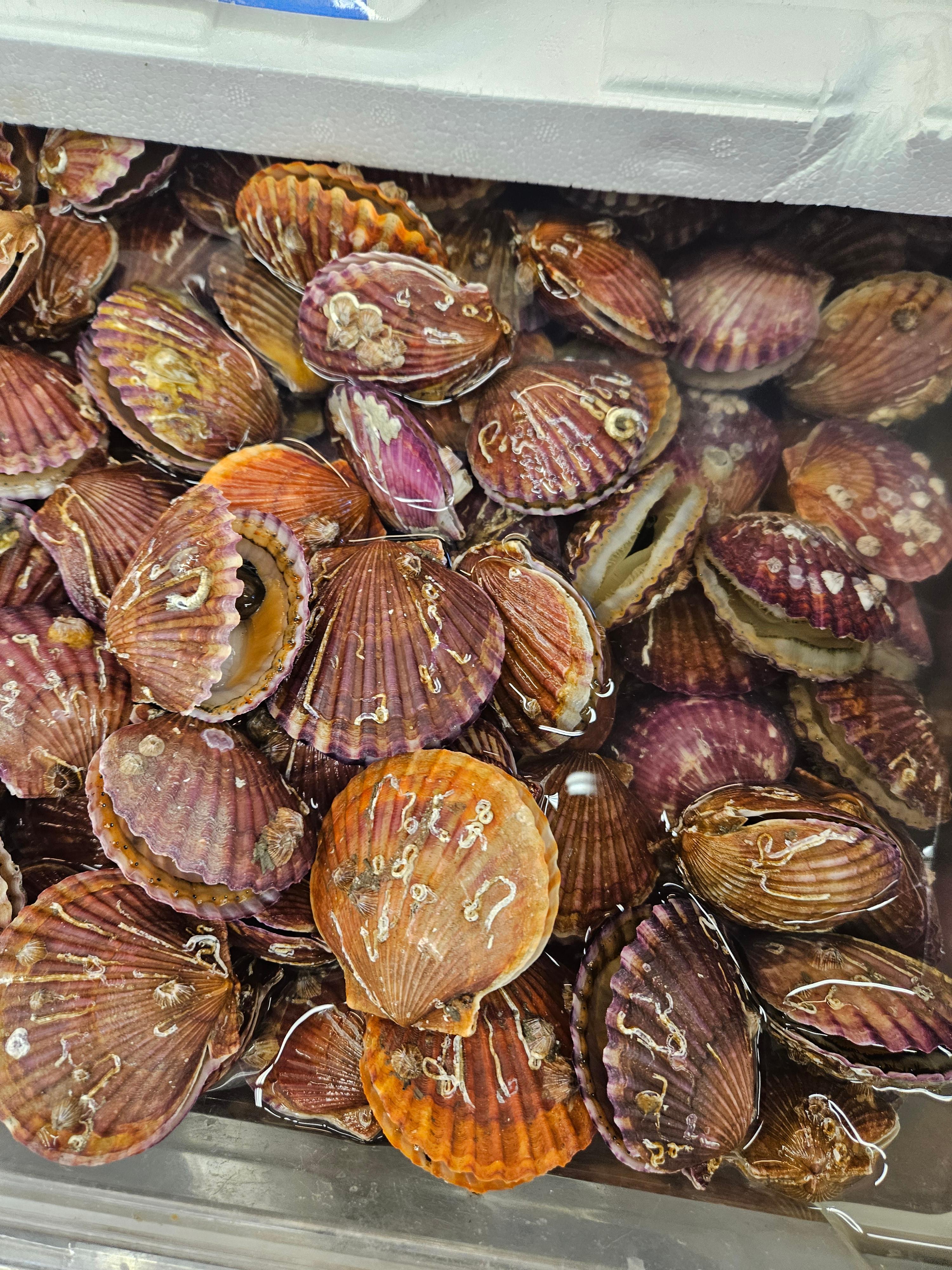 홍가리비 효능, 부작용, 국내산 홍가리비, 수입산보다 영양이 높을까?,홍가리비 음식