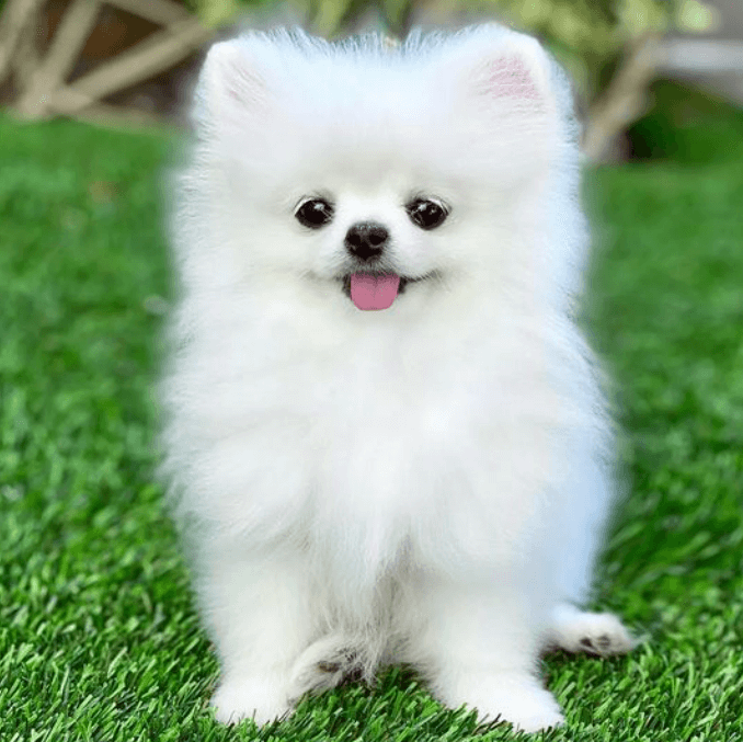 혀를-내밀고-있는-포메라이언-강아지