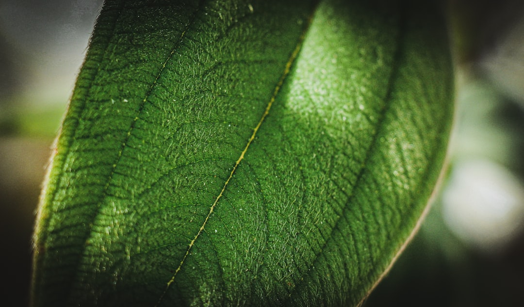 Identification.