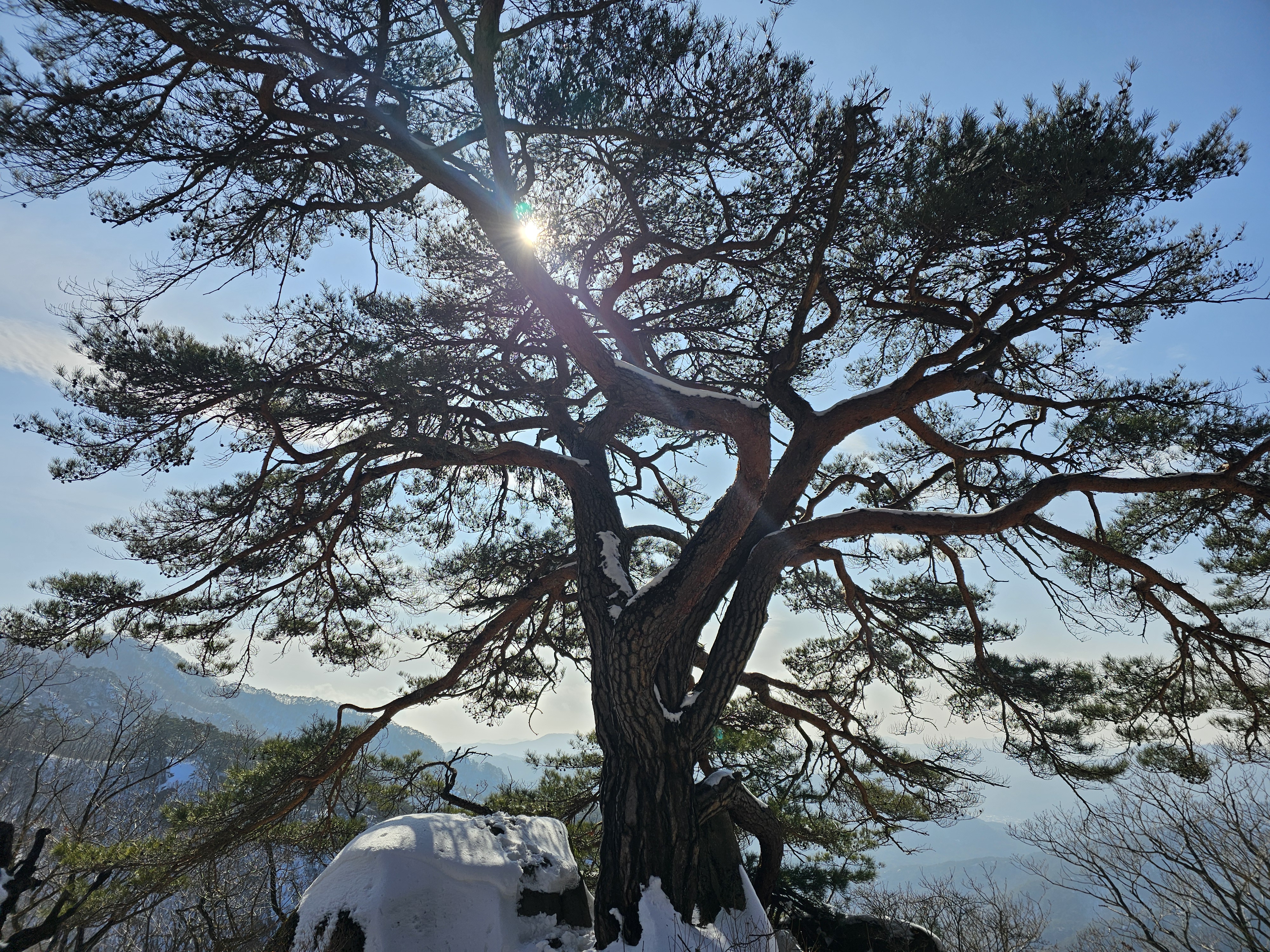 속리산 상고암 천년송 사진
