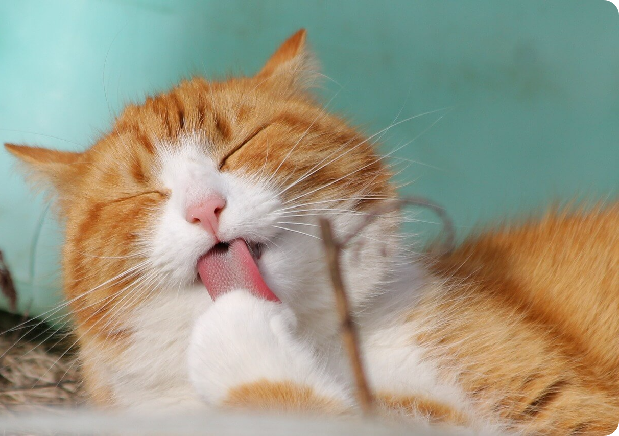 고양이