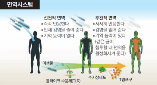 인체의 경비원, 면역계에 대한 이해