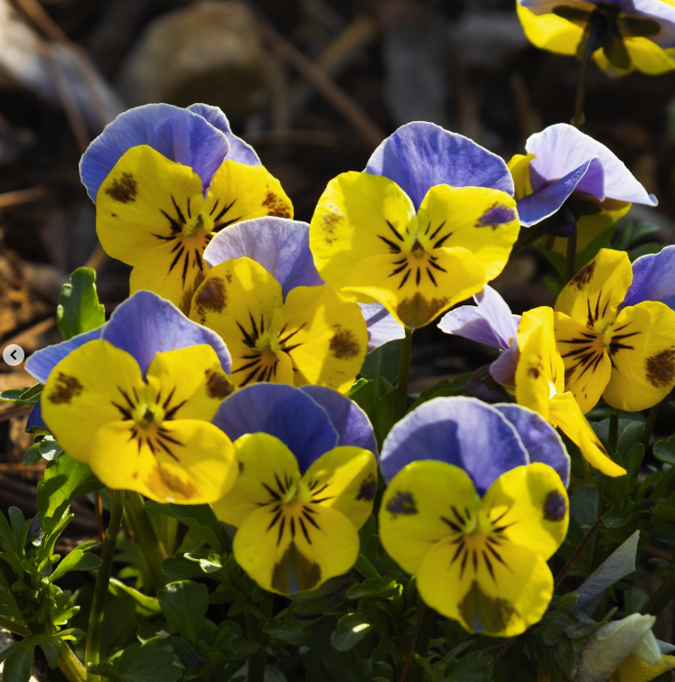 용인 자작나무숲 봄꽃 축제