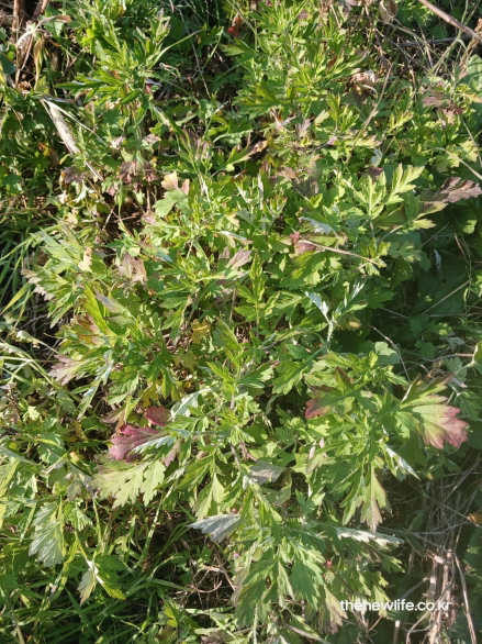 햇빛 아래 자라는 쑥의 실제 모습 – 유칼립톨 성분으로 염증 완화와 항균 효과를 나타내는 건강한 쑥잎