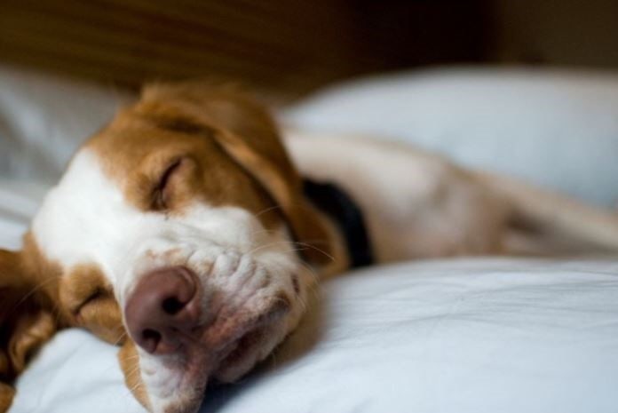 반려동물관련 사진