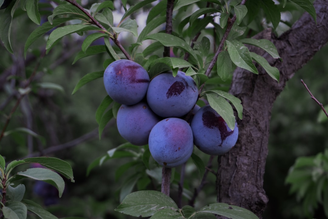 Plum