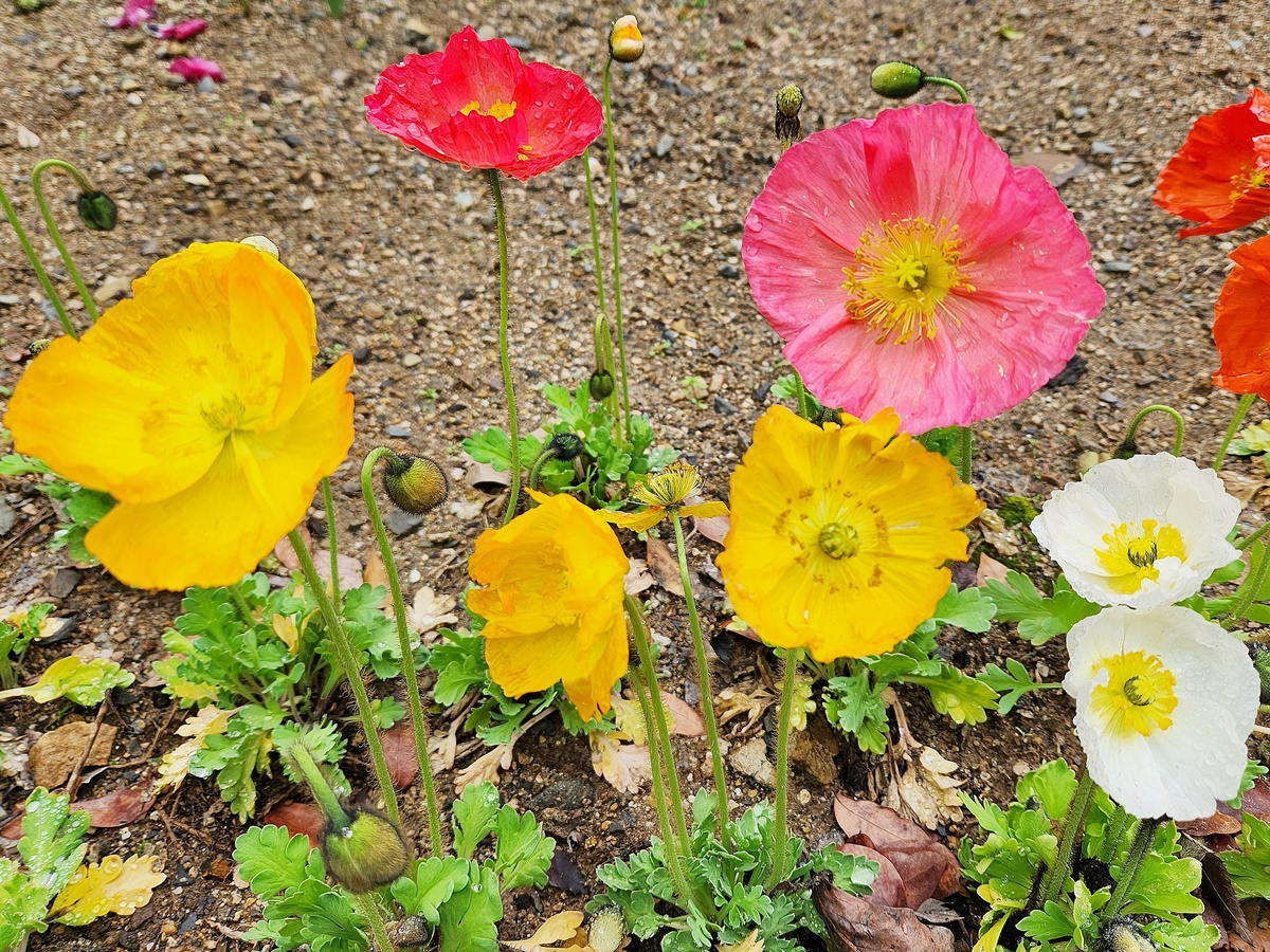 꽃양귀비(개양귀비)