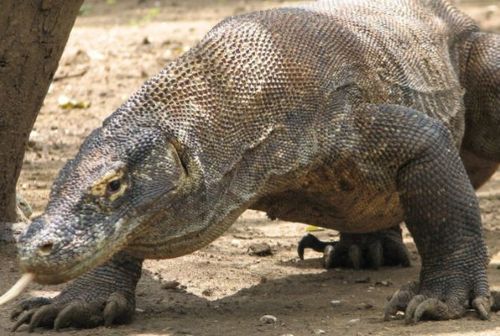 코모도 드래곤 사진