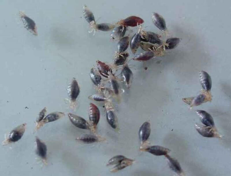 머릿니들이 많이 있는 사진