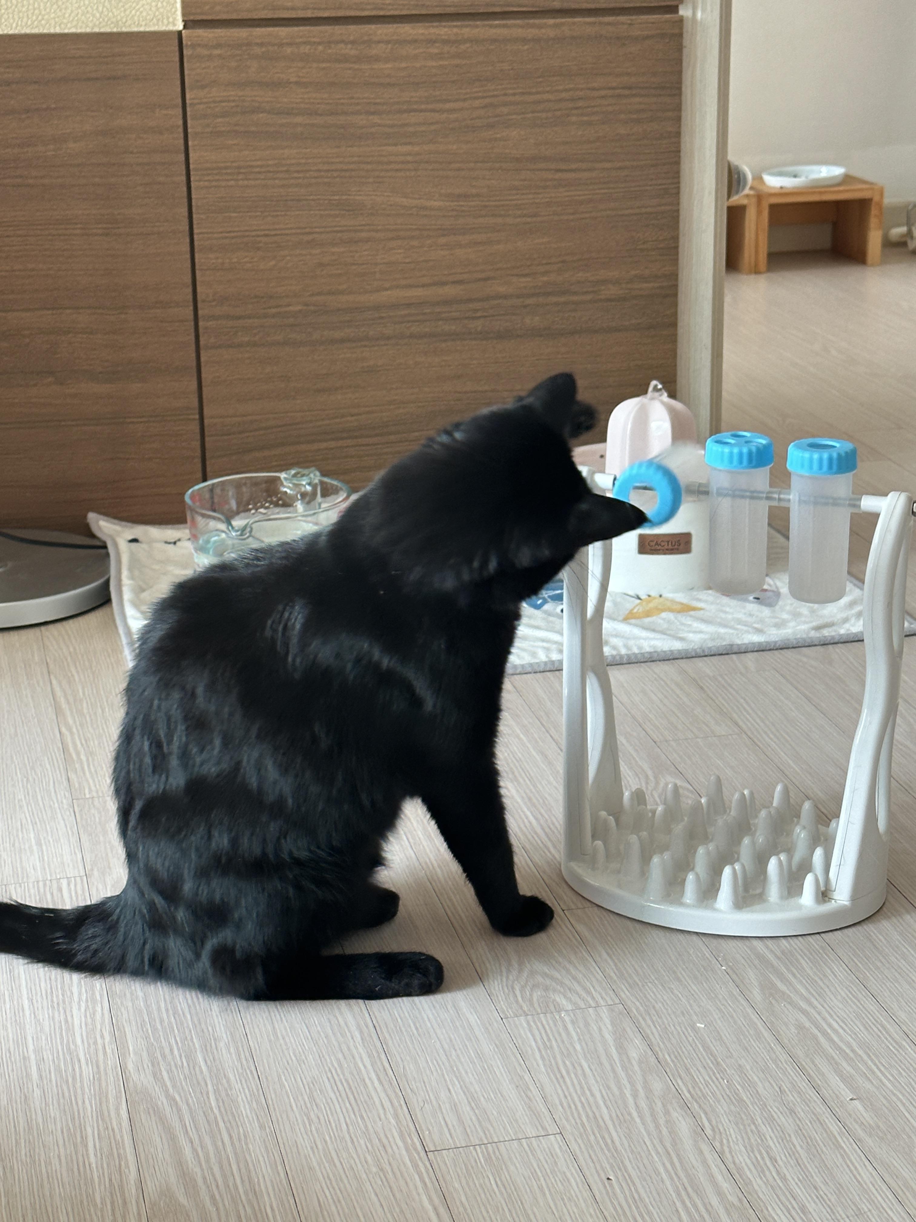 우리집 똑똑한 고양이 건이와 먹보 사랑이 (feat. 똑똑한 고양이를 둔 다묘집사의 고민)