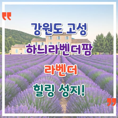 강원도-고성-하늬라벤더팜-라벤더-힐링-성지