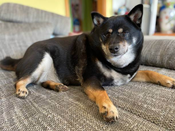 강아지 다이어트 방법&amp;#44; 사료 알아보기