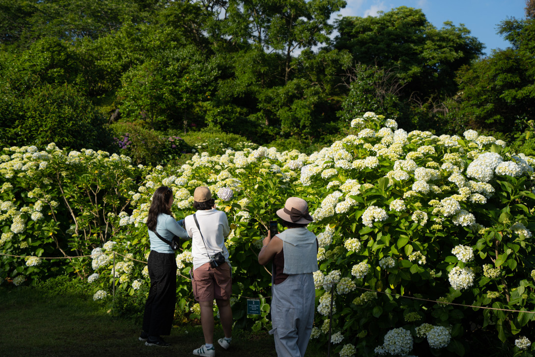 카멜리아힐 수국 포토존