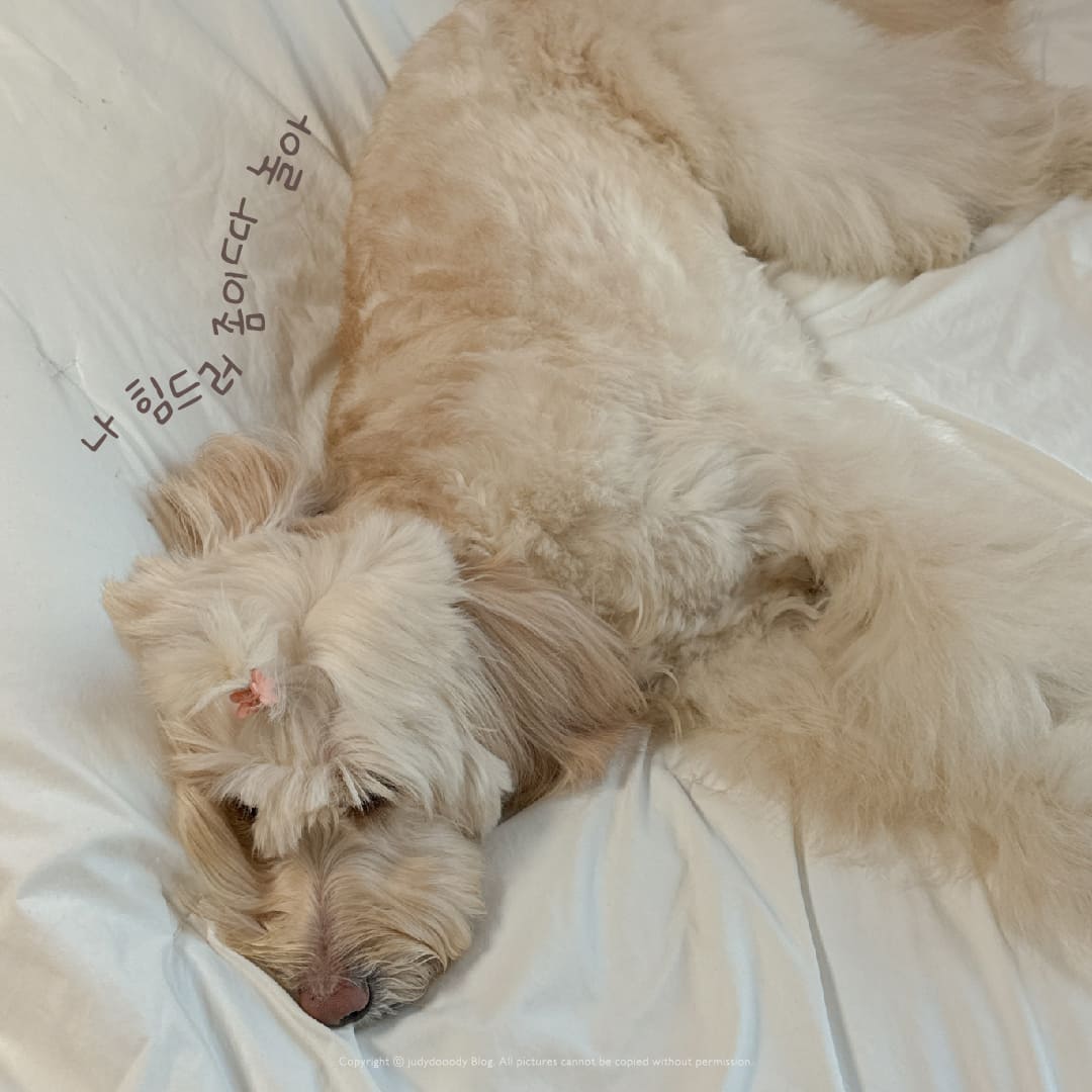 미세먼지 나쁜 날 장난감으로 놀고 난 뒤 강아지