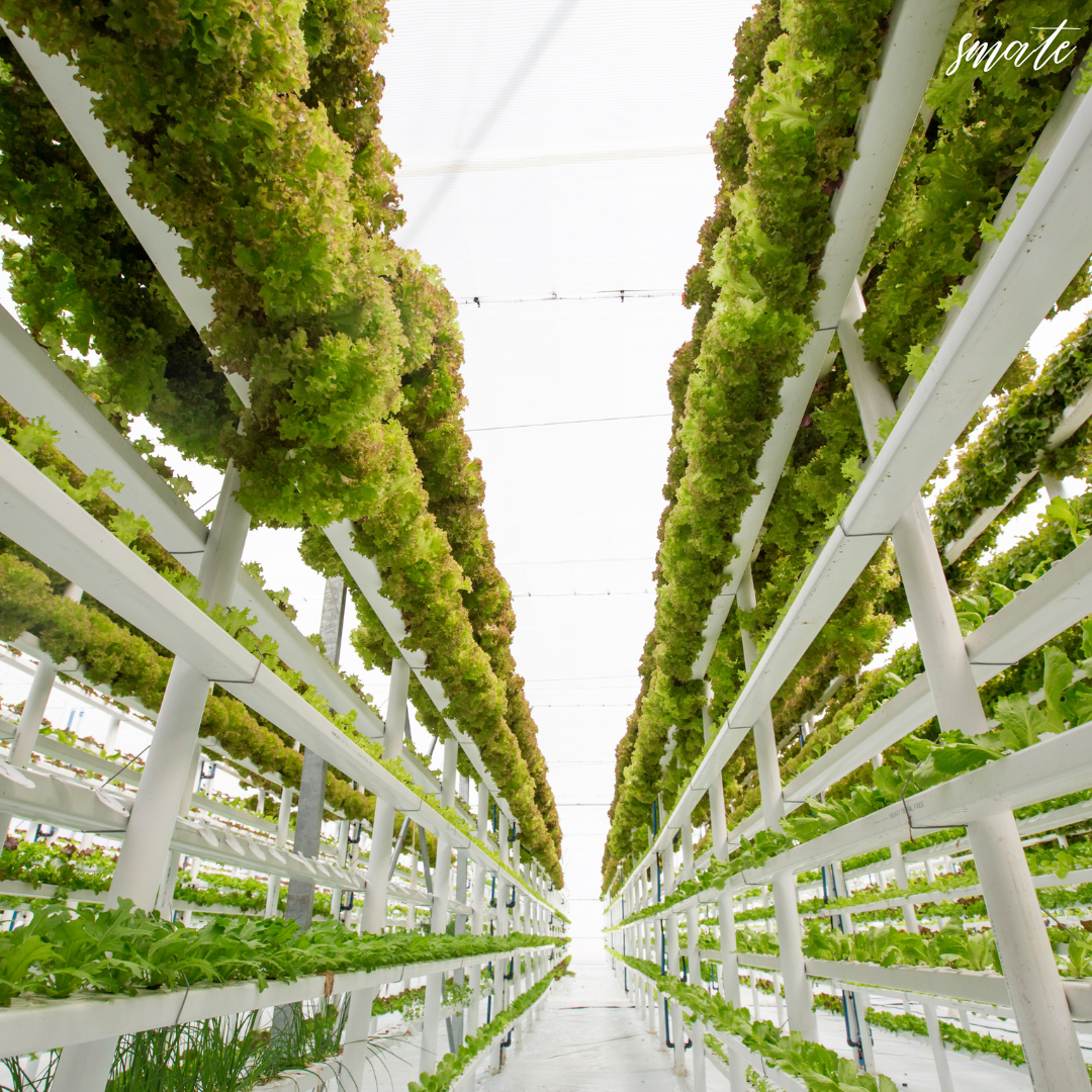 수직농장에서 식물이 자라고 있는 모습