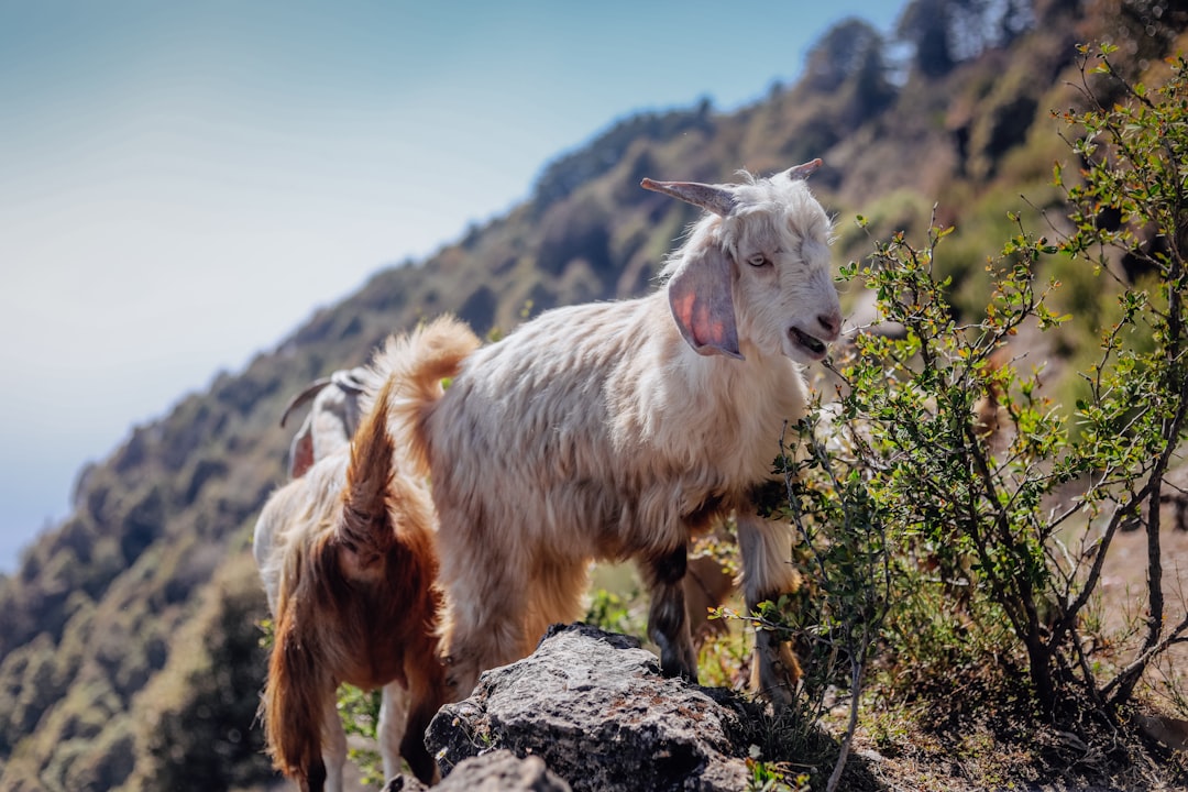 'Goat'