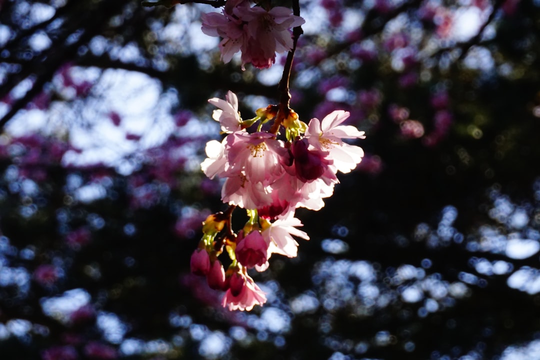 Cherry Blossom Tree