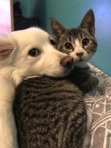 강아지와 고양이