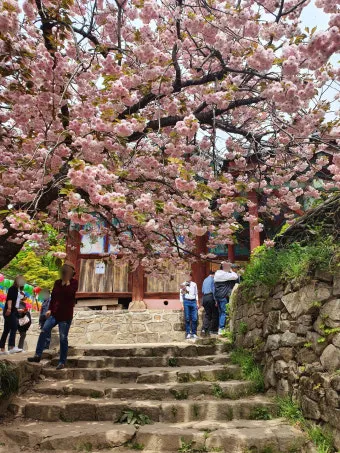 서산 개심사 청벚꽃 개화시기 명소_17