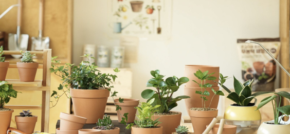 실내 정원 만들기 전 꼭 알아야 할 기초 식물 지식