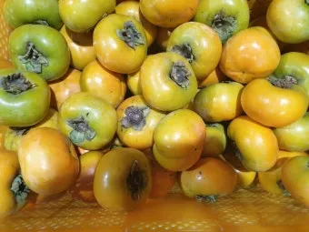 태추단감 이란 아직도 그냥 단감이라고 생각하세요 feat 일반 단감과 완벽 비교 분석으로_11