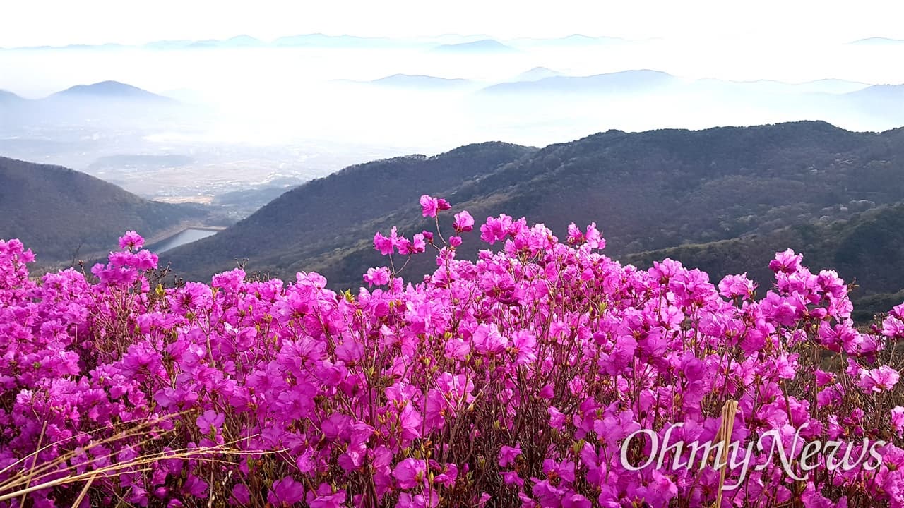 [4월 축제]화왕산 진달래❘4월 둘째주 주말 개화 상황, 방문 후기, 교통편, 맛집