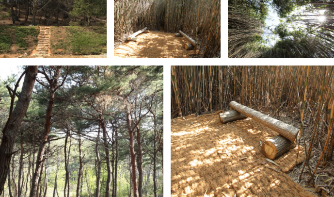 고창 청농원 라벤더 축제