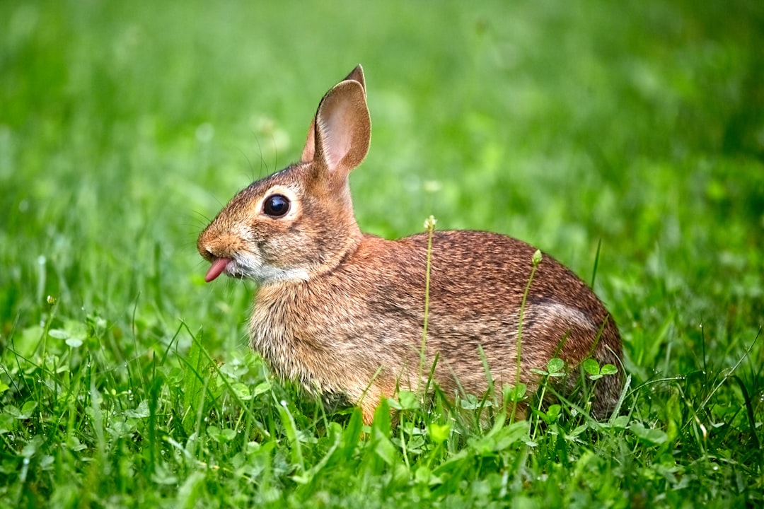 Bunny