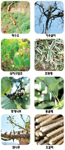 헛깨나무