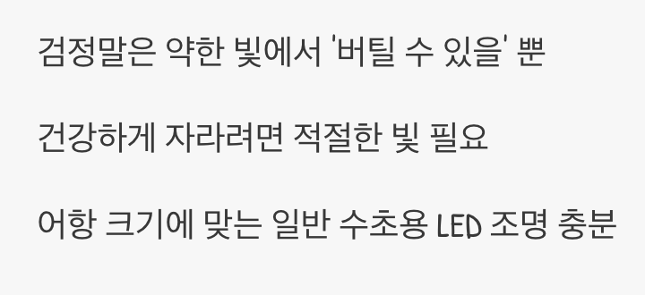 조명, 강할수록 좋을까? (음성수초의 오해)