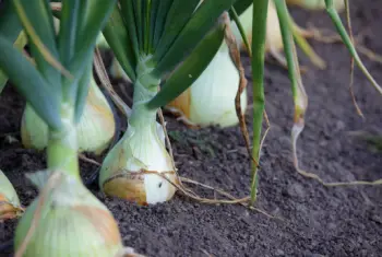 양파즙 효능 및 영양성분, 주의점
