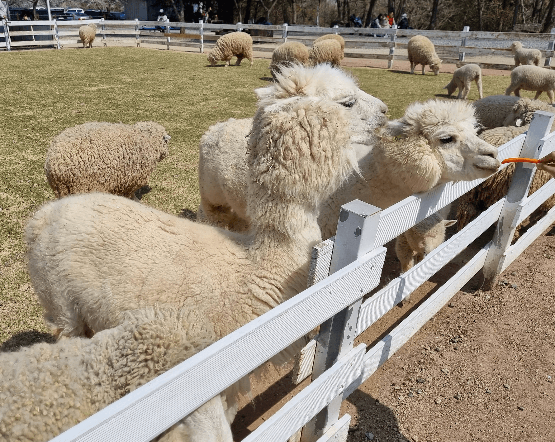 포니랜드 양먹이