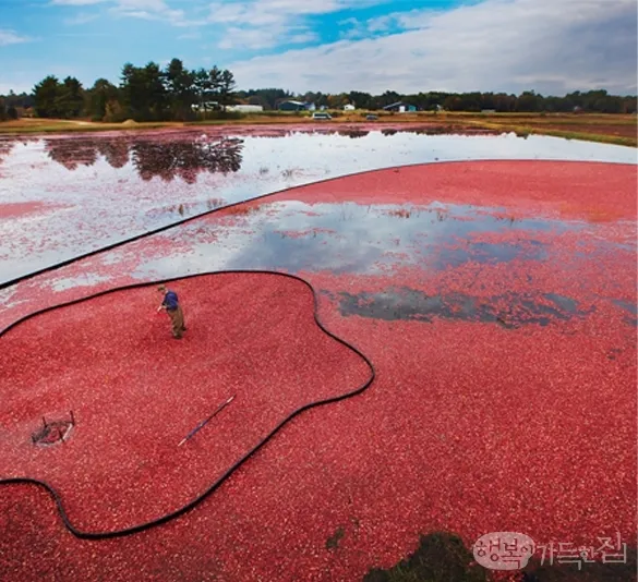 크랜베리 재배 산성 토양 물 관리 지표 재배_1