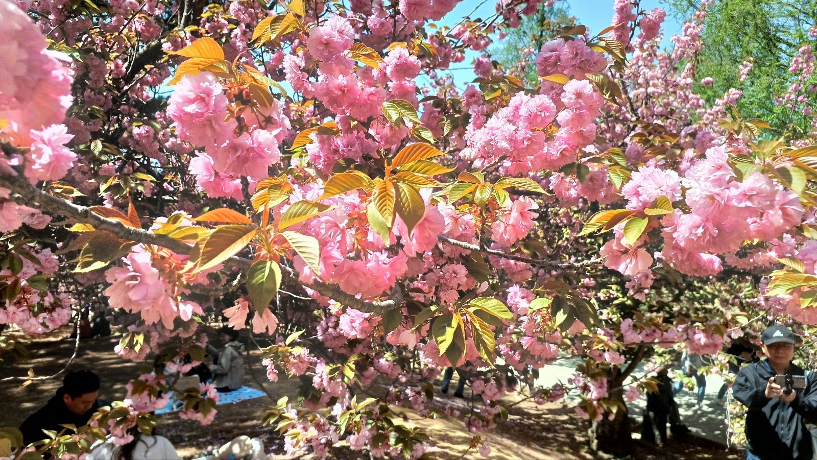 불국사 겹벚꽃4