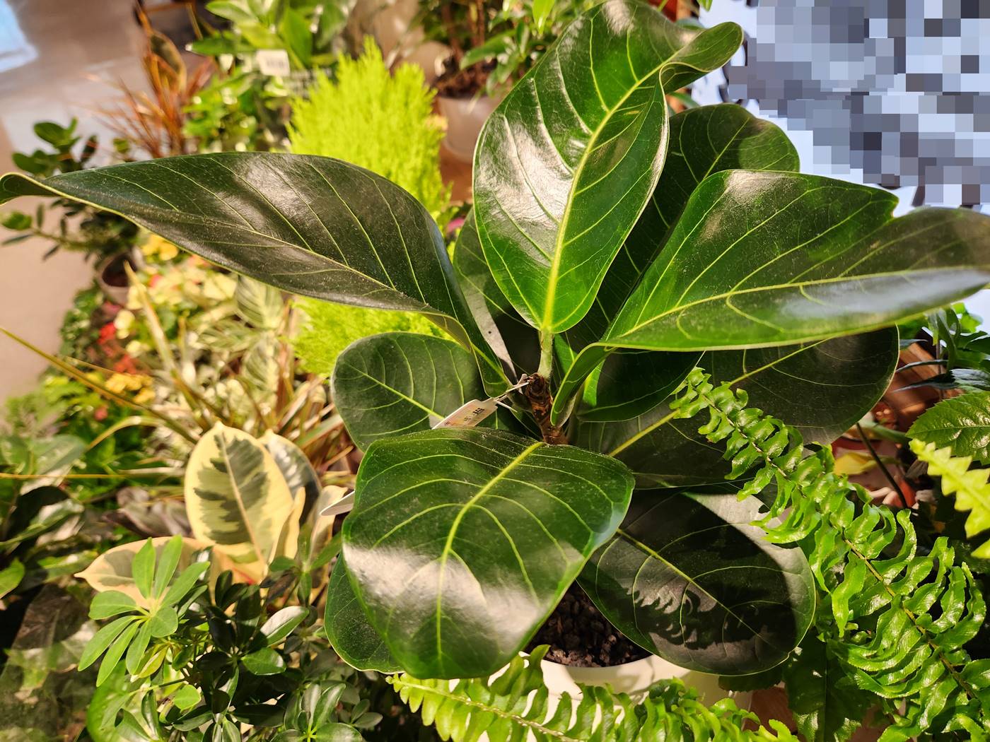 푸루미 고무나무 Furumi