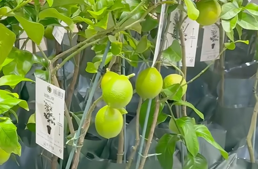 코스트코 레몬나무 (구매 체크, 햇빛 관리, 물주기)